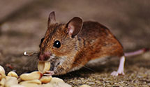 24 Hour & Emergency Exterminators in Wht Sphr Spgs, WV